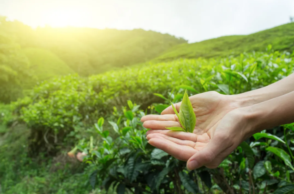 一篇從碎片走向豐滿的茶文化文章“三茶統籌”雙江模式初探之三