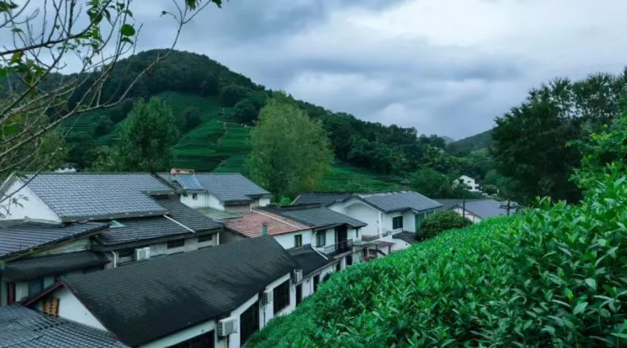传承千年，茶香四溢——中国茶文化的历史与现状