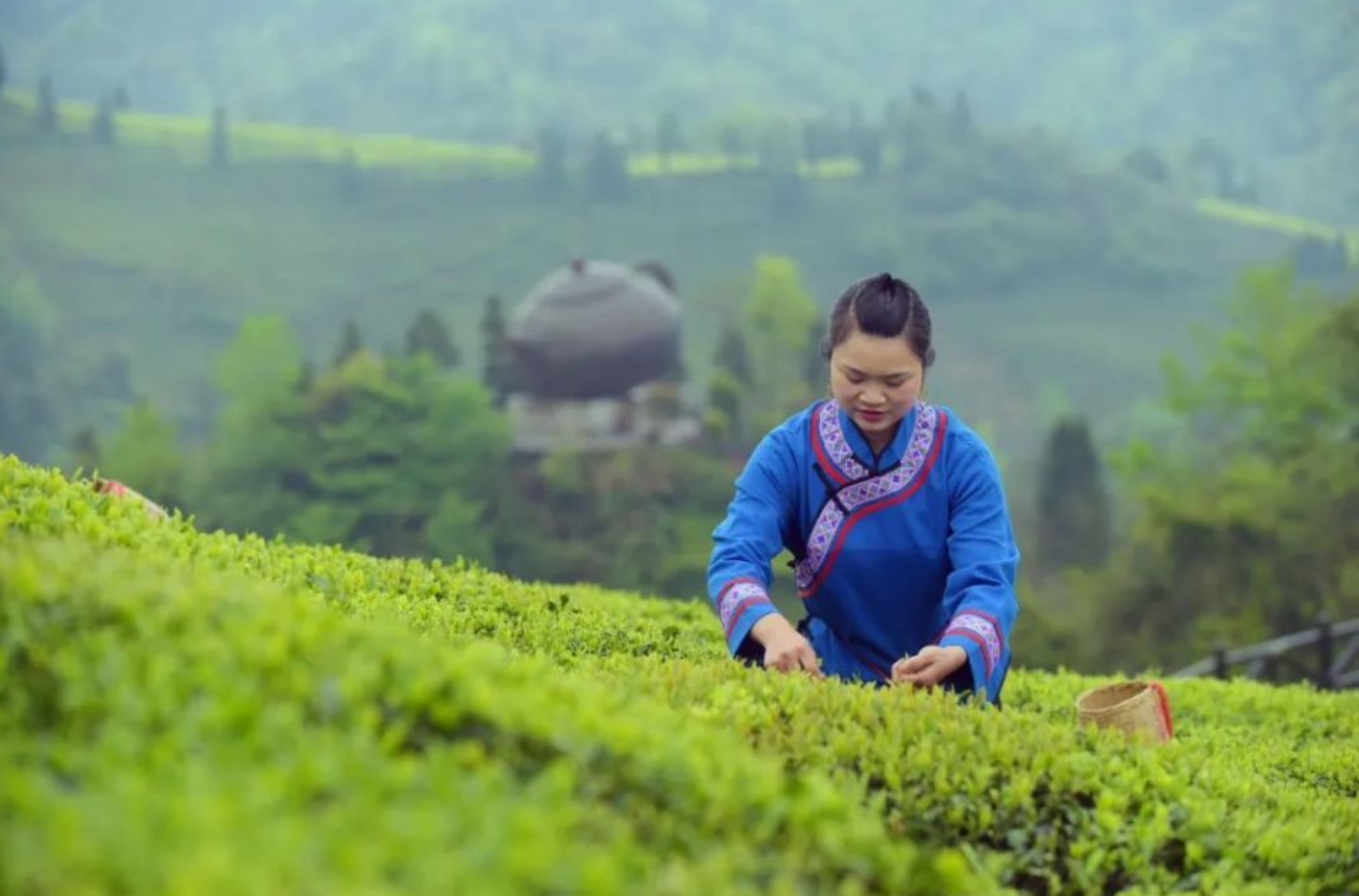 茶文化的胜负欲：中国人与茶的深厚情结